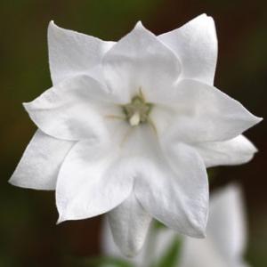 礼文アツモリソウ 花1芽株 : 岩崎園芸ネットストア Yahoo店 - 通販