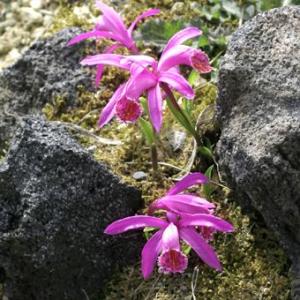 礼文アツモリソウ 花1芽株 : 岩崎園芸ネットストア Yahoo店 - 通販