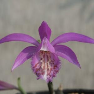 礼文アツモリソウ 花1芽株 : 岩崎園芸ネットストア Yahoo店 - 通販