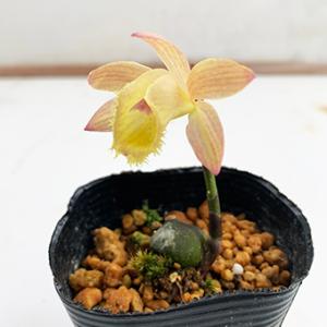 礼文アツモリソウ 花1芽株 : 岩崎園芸ネットストア Yahoo店 - 通販