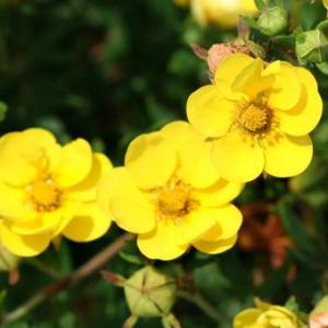 八重咲き金露梅