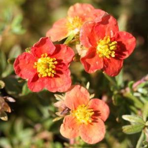 現品販売】厚岸産ホテイアツモリソウ 花2芽葉2芽株 : 岩崎園芸ネット