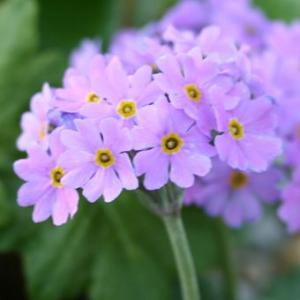 礼文アツモリソウ 花1芽株 : 岩崎園芸ネットストア Yahoo店 - 通販