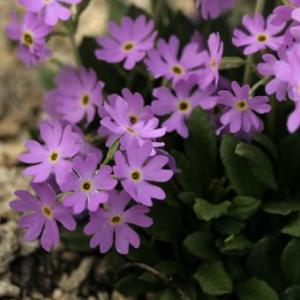 武徳産ホテイアツモリソウ 花1芽株 : 岩崎園芸ネットストア Yahoo店