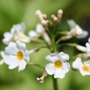 白花クリンソウ