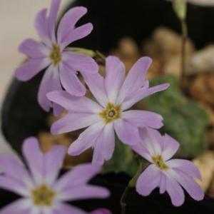 ハコネコイワザクラ