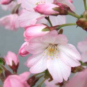 クリスマスローズ (セミダブル/ピンク系)3.5〜4寸苗 : 岩崎園芸ネット