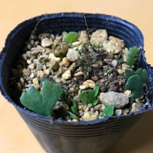 武徳産ホテイアツモリソウ 花1芽株 : 岩崎園芸ネットストア Yahoo店