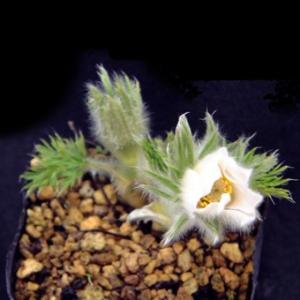 白花西洋オキナグサの詳細画像1