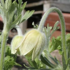 礼文アツモリソウ 花1芽株 : 岩崎園芸ネットストア Yahoo店 - 通販