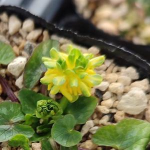 姫リュウキンカ・リトルソウゼイ 山野草 : やまおか碧山苑ヤフー店