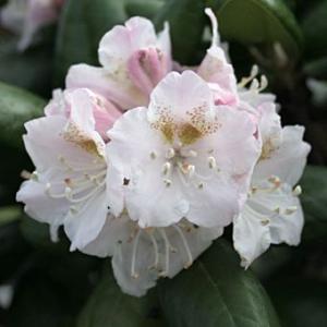 礼文アツモリソウ 花1芽株 : 岩崎園芸ネットストア Yahoo店 - 通販