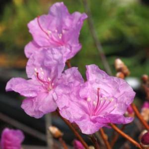 苗：タンナゲンカイツツジ（紫） : 遊恵盆栽 Yahoo!店 - 通販 - Yahoo