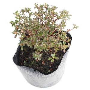 雲仙コメツツジ