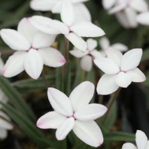 【値引き】【濃色】E93 厚岸ホテイアツモリソウ花1葉1 現品販売】厚岸産ホテイアツモリソウ 花2芽葉2芽株 : 岩崎園芸ネット