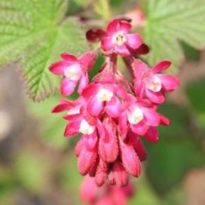 クリスマスローズ (セミダブル/ピンク系)3.5〜4寸苗 : 岩崎園芸ネット