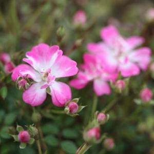 姫バラ「七変化」