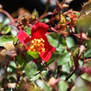 姫バラ「赤ずきんちゃん」