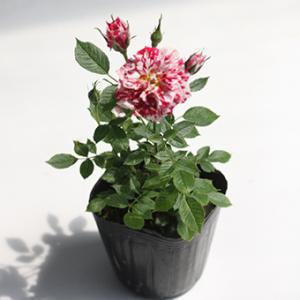 姫バラ「ゼブラ」