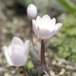 桃花サンギナリア・カナデンシス