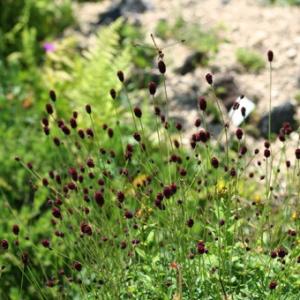 岩崎園芸ネットストア Yahoo店 山野草 宿根草 秋咲き Yahoo ショッピング