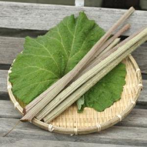 アキタブキ苗 3.5寸ポット｜岩崎園芸ネットストア Yahoo店