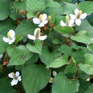 ポーチュラカ 苗 シーグラス 花色お任せ 3.5号 乾燥暑さに強い