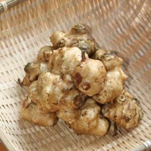 菊芋（キクイモ）の種芋（小粒30個）栽培期間中農薬化学肥料不使用