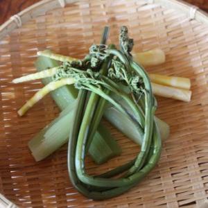 ワラビ 3.5寸ポット