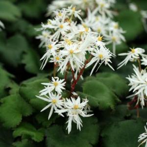 ホテイアツモリソウ 葉1芽株 : 岩崎園芸ネットストア Yahoo店 - 通販