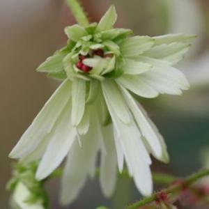 現品販売】厚岸産ホテイアツモリソウ花2芽葉2芽株 : 岩崎園芸ネット