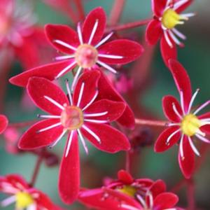 現品販売】厚岸産ホテイアツモリソウ 花2芽葉2芽株 : 岩崎園芸ネット