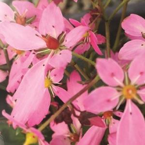 武徳産ホテイアツモリソウ 花1芽株 : 岩崎園芸ネットストア Yahoo店