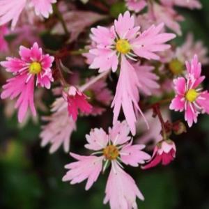 大文字草　あげは