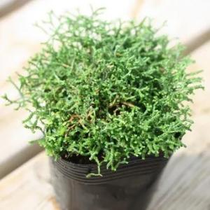 アオネカズラ : 岩崎園芸ネットストア Yahoo店 - 通販 - Yahoo