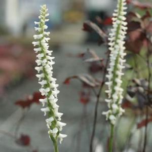 北米白花ネジバナ