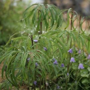 現品販売】厚岸産ホテイアツモリソウ花2芽葉2芽株 : 岩崎園芸ネット