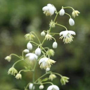 ホテイアツモリソウ 葉1芽株 : 岩崎園芸ネットストア Yahoo店 - 通販