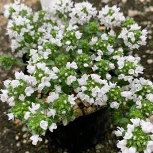 八重咲きシラネアオイ 7寸鉢 : 岩崎園芸ネットストア Yahoo店 - 通販
