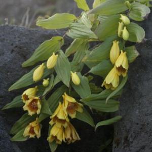 紀伊ジョウロウホトトギス