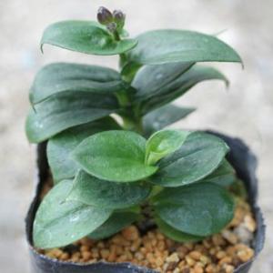 山野草苗 ] ホトトギス「妖精」 : 岩崎園芸ネットストア Yahoo店