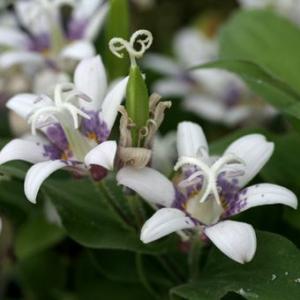 山野草　ホトトギス　妖精の2苗！ 山野草苗 ] ホトトギス「妖精」 : 岩崎園芸ネットストア Yahoo店