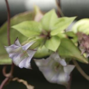 厚岸産ホテイアツモリソウ 花1芽株 : 岩崎園芸ネットストア Yahoo店