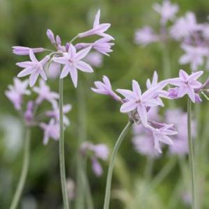 礼文アツモリソウ 花1芽株 : 岩崎園芸ネットストア Yahoo店 - 通販