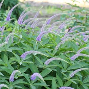 現品販売】厚岸産ホテイアツモリソウ 花2芽葉2芽株 : 岩崎園芸ネット