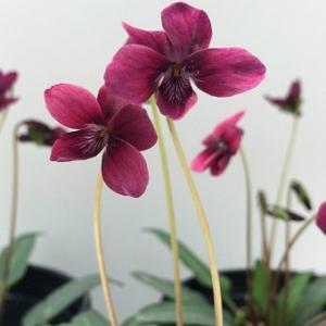 紅花南山スミレ「紅寿」 : 岩崎園芸ネットストア Yahoo店 - 通販