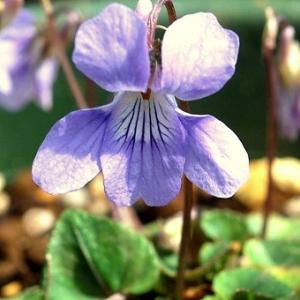 タチツボスミレ