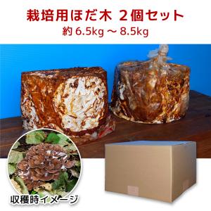 完熟舞茸ほだ木 2個セット／宮古市まいたけ研究開発センター ｜ 原木舞茸　栽培キット　国産　岩手宮古産　菌木栽培　きのこ　まいたけ　家庭菜園　食育｜岩手宮古 道の駅 やまびこ館 Yahoo!店