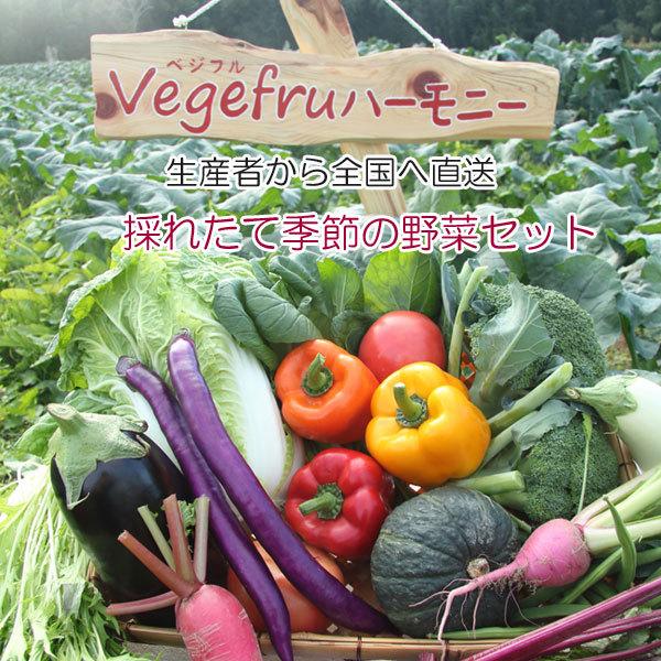 野菜セット 旬の野菜詰合せ 野菜ソムリエ Vege fruハーモニー BBQ 野菜 新鮮 産直