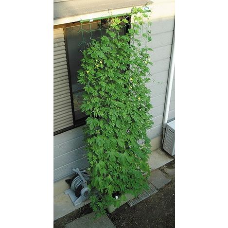 DAIM 第一ビニール 緑のカーテン 5m 吊下げワイド 800 幅約80cm×高さ約5m